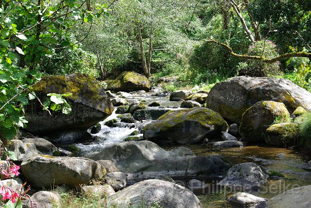 IMGP5430.jpg - Vallée de dota - Trogon lodge