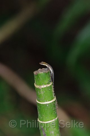 IMGP0271.jpg - La Selva OTS