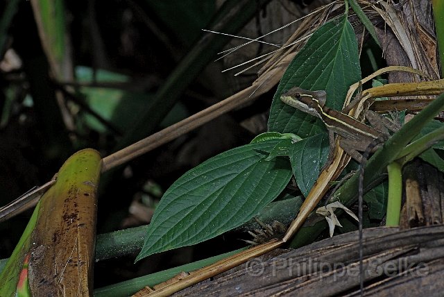 IMGP3287_2.jpg - Gavilan Sarapiqui Lodge