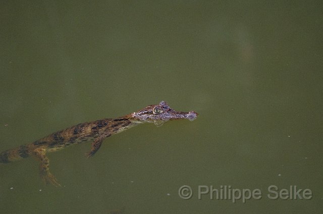 IMGP3348.jpg - Laguna del Lagarto lodge