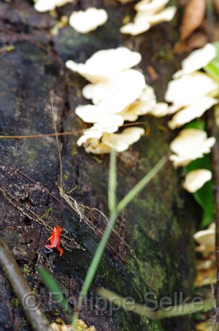 IMGP3414.jpg - Laguna del Lagarto lodge