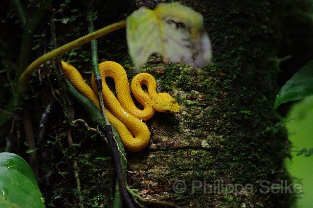 IMGP3789.jpg - Arenal Hanging bridges reserve