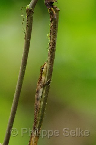 IMGP3817.jpg - Arenal Hanging bridges reserve