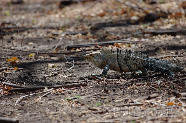 IMGP4239.jpg - Palo Verde NP