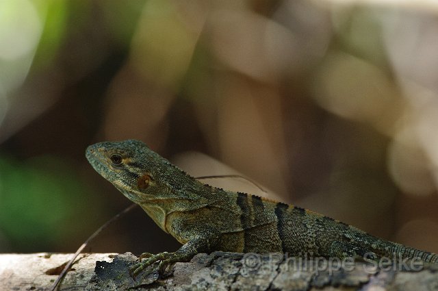 IMGP4723.jpg - Carara NP