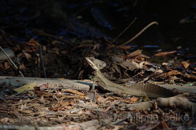 IMGP5317.jpg - Carara NP