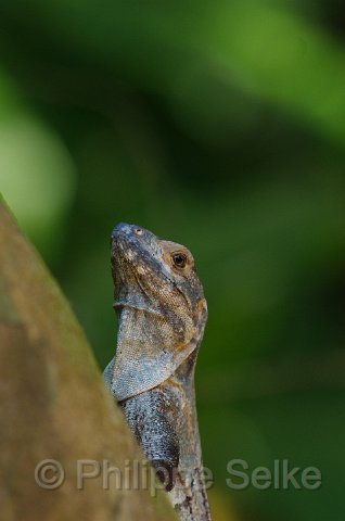 IMGP5336.jpg - Carara NP