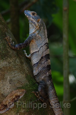 IMGP5340.jpg - Carara NP