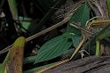 IMGP3287_2