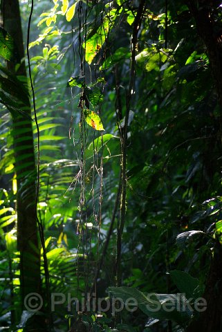 IMGP3212.jpg - La Selva OTS
