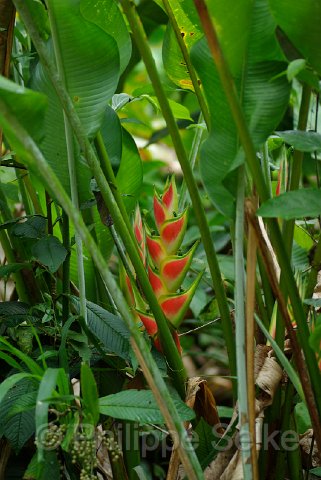 IMGP3219.jpg - La Selva OTS