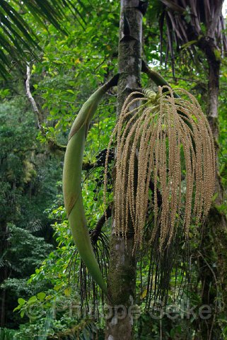 IMGP3348.jpg - Arenal Hanging bridges reserve