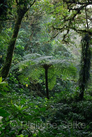 IMGP3410.jpg - Monteverde