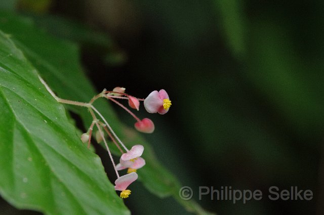 IMGP3804.jpg - Arenal Hanging bridges reserve