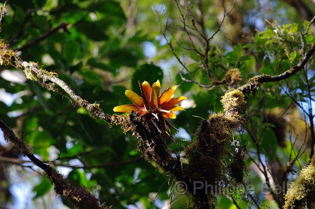 IMGP4281.jpg - Monteverde