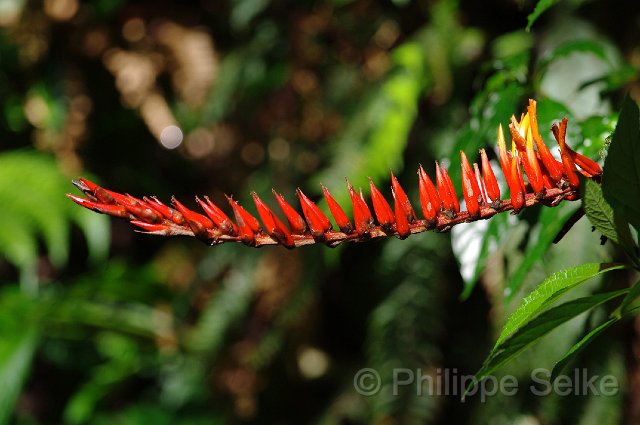 IMGP4282.jpg - Monteverde