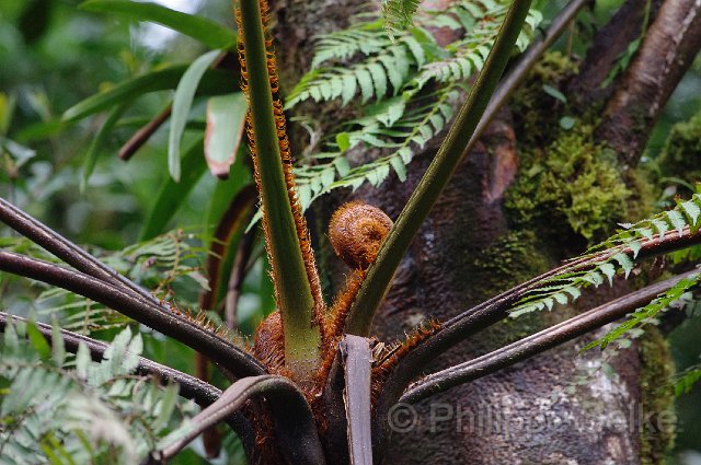 IMGP4299.jpg - Monteverde