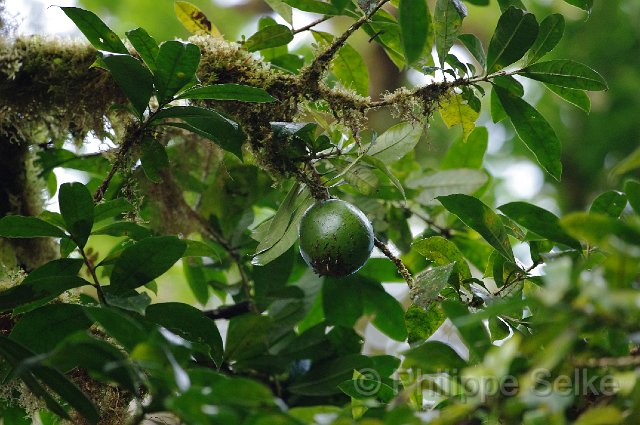 IMGP4300.jpg - Monteverde
