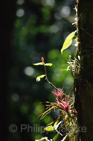 IMGP4532.jpg - Monteverde