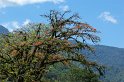 IMGP5445_2