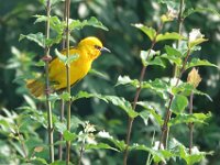 Tisserin orangé Ploceus aurantius	Orange Weaver
