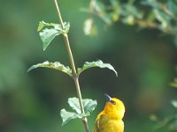 Tisserin orangé Ploceus aurantius	Orange Weaver