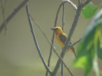 Tisserin orangé Ploceus aurantius	Orange Weaver