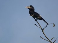 Calao siffleur Bycanistes fistulator	Piping Hornbill