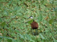 Jacana à poitrine dorée Actophilornis africanus	African Jacana