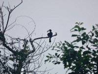 Calao longibande Lophoceros fasciatus	African Pied Hornbill