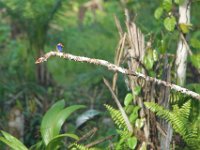 Martin-pêcheur pygmée Ispidina picta	African Pygmy Kingfisher