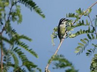 Barbion à croupion jaune Pogoniulus bilineatus	Yellow-rumped Tinkerbird