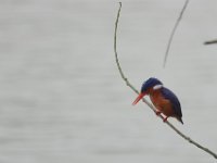 Martin-pêcheur huppé Corythornis cristatus	Malachite Kingfisher