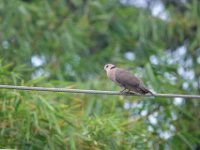 Tourterelle à collier Streptopelia semitorquata	Red-eyed Dove