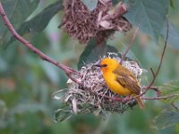 Tisserin orangé Ploceus aurantius	Orange Weaver