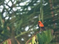 Euplecte monseigneur Euplectes hordeaceus	Black-winged Red Bishop