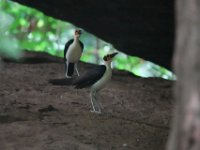 Picatharte de Guinée Picathartes gymnocephalus	White-necked Rockfowl