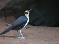 Picatharte de Guinée Picathartes gymnocephalus	White-necked Rockfowl