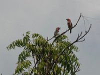 Barbican de Vieillot Lybius vieilloti	Vieillot's Barbet