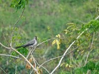 Touraco gris Crinifer piscator	Western Plantain-eater