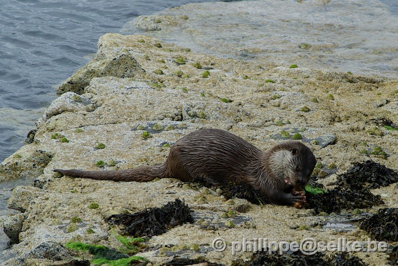 IMGP1514.JPG - loutre (lutra lutra) - Burravoe, Yell, Shetland (UK)