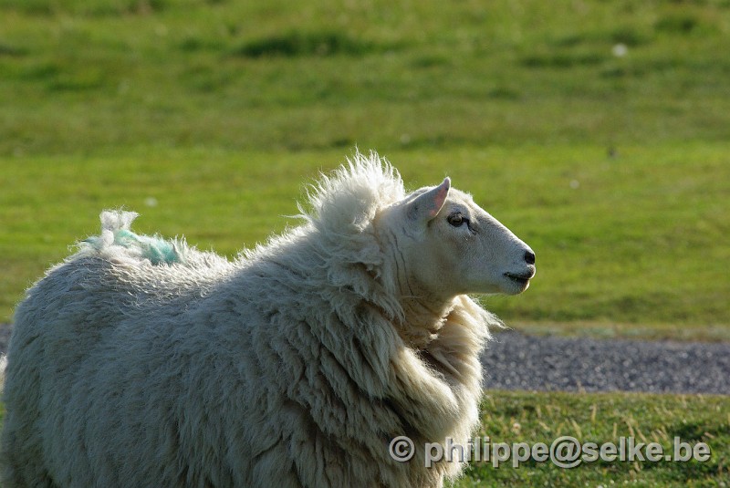 IMGP1857.JPG - mouton - Shetland (UK)