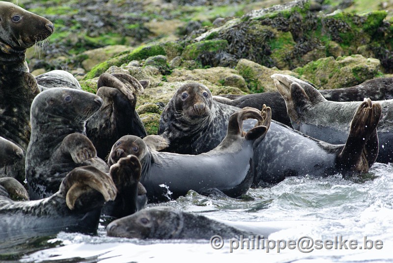 IMGP1877.JPG - phoques gris (Halichoerus grypus) - Lerwick, Shetland (UK)