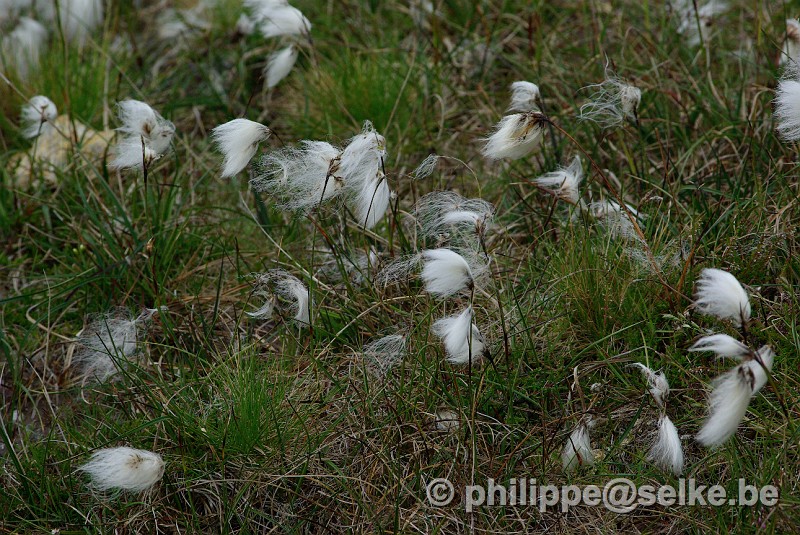 IMGP1138.JPG - Linaigrette, ominiprésente sur les îles Shetland