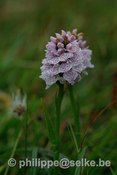 IMGP1403.JPG - orchidée ? - Shetland (UK)