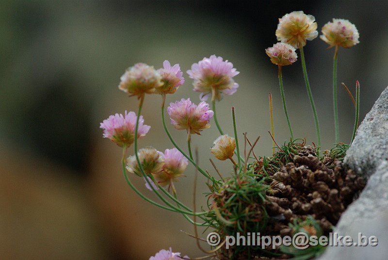 IMGP1541.JPG - plante non idnetifiée - Shetland (UK)