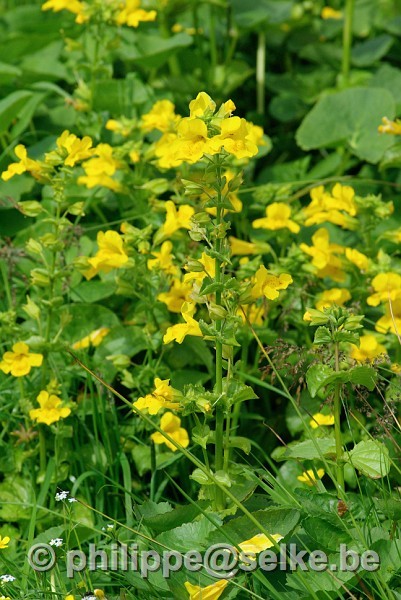 IMGP1621.JPG - plante non identifiée - Burravoe, Yell, Shetland (UK)