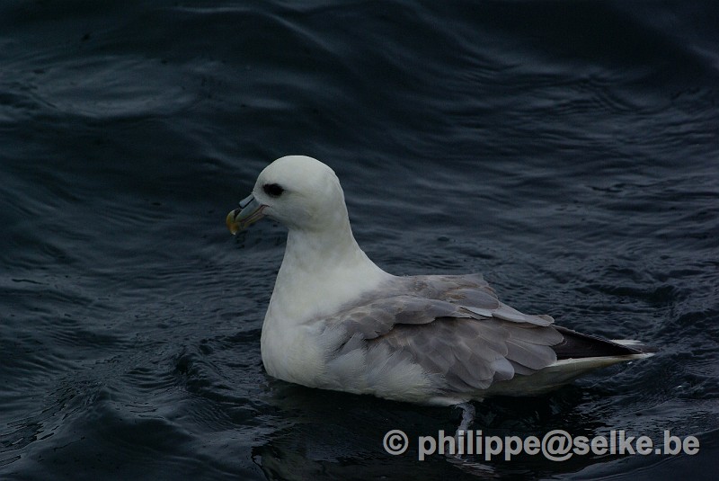 IMGP1434.JPG - fulmar boréal (fulmarus glacialis) - Yell, Shetland (UK)
