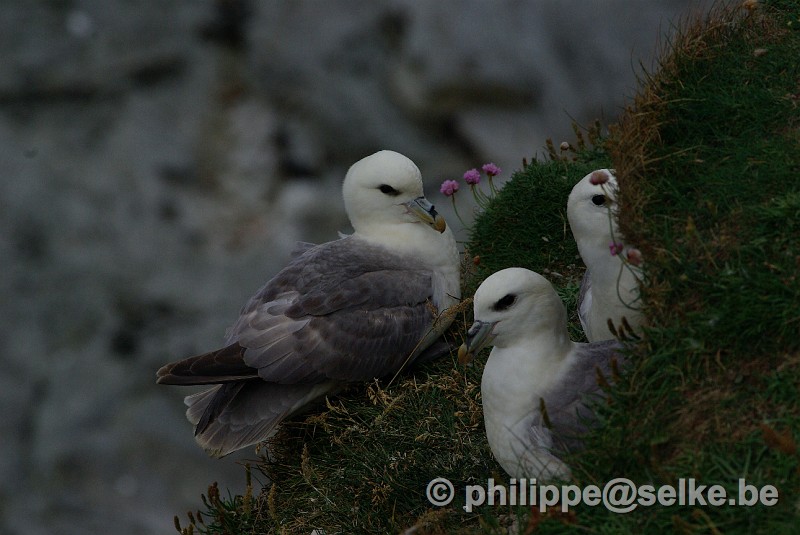 IMGP1604_2.JPG - fulmars boréaux (fulmarus glacialis) - Shetland (UK)