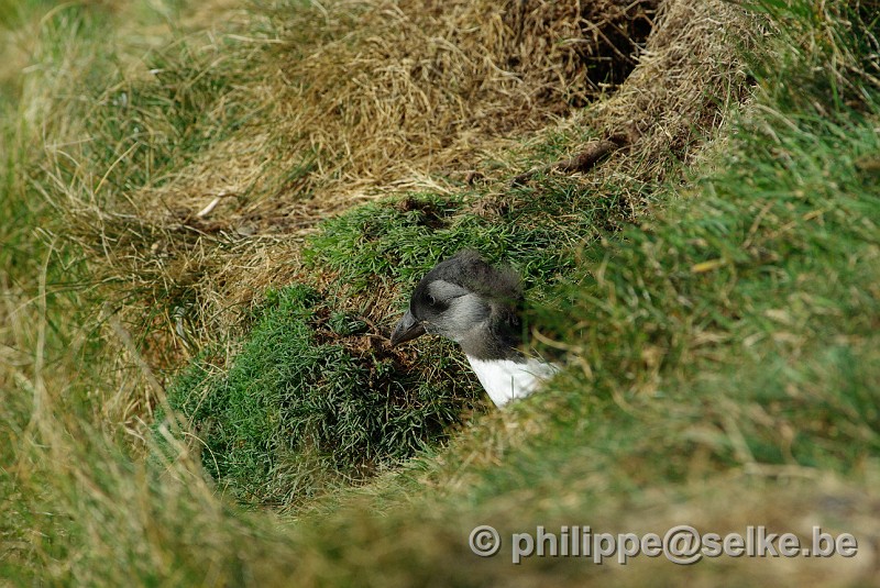 IMGP1763.JPG - macareux moine juv. (fratercula arctica) - Sumburgh RSPB reserve, Shetland (UK)